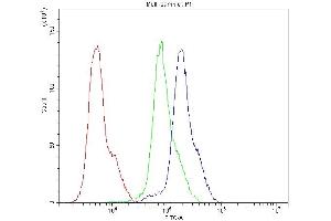 anti-Cholecystokinin B Receptor (CCKBR) antibody