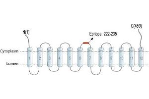Representative domain view of the target of ABIN7237926.