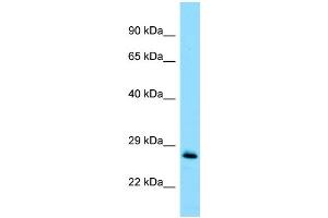 WB Suggested Anti-MOB1A Antibody Titration: 1.