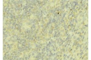 ABIN6276755 at 1/100 staining Mouse liver tissue by IHC-P. (Hepcidin 抗体  (Internal Region))