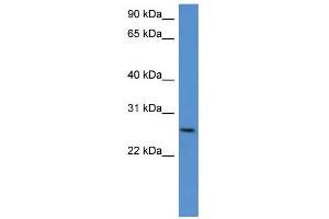 WB Suggested Anti-Chodl Antibody Titration: 0. (CHODL 抗体  (C-Term))