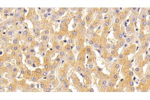 Detection of TF in Bovine Liver Tissue using Polyclonal Antibody to Transferrin (TF) (Transferrin 抗体  (AA 284-575))