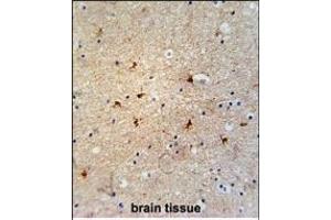 GTPBP8 Antibody (Center) (ABIN654550 and ABIN2844261) immunohistochemistry analysis in formalin fixed and paraffin embedded human brain tissue followed by peroxidase conjugation of the secondary antibody and DAB staining. (GTPBP8 抗体  (AA 122-150))