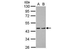 Image no. 1 for anti-Programmed Cell Death 2 (PDCD2) (AA 26-200) antibody (ABIN1500069) (PDCD2 抗体  (AA 26-200))
