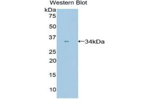 Western blot analysis of the recombinant protein. (PPIE 抗体  (AA 12-286))