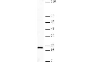Histone H3K27me3 antibody (pAb) tested by Western blot. (Histone 3 抗体  (H3K27me3))