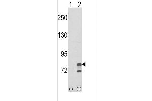 Western blot analysis of GMPS using rabbit polyclonal GMPS Antibody using 293 cell lysates (2 ug/lane) either nontransfected (Lane 1) or transiently transfected with the GMPS gene (Lane 2). (GMP Synthase 抗体  (AA 296-325))