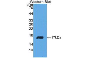 Western Blotting (WB) image for anti-Interleukin 5 (IL5) (AA 20-134) antibody (ABIN3209429) (IL-5 抗体  (AA 20-134))