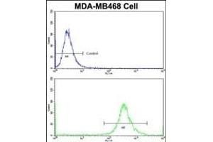 Flow cytometric analysis of MDA-M cells using GALT Antibody (C-term)(bottom histogram) compared to a negative control cell (top histogram)FITC-conjugated goat-anti-rabbit secondary antibodies were used for the analysis. (GALT 抗体  (C-Term))