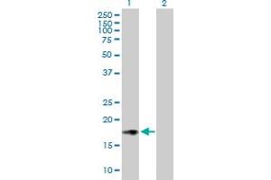 Western Blot analysis of ISG20 expression in transfected 293T cell line by ISG20 MaxPab polyclonal antibody. (ISG20 抗体  (AA 1-181))