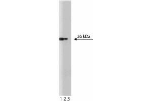 Western blot analysis of Bcl-x on human endothelial cell lysate. (BCL2L1 抗体  (AA 18-233))