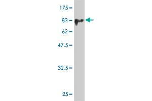 Western Blot detection against Immunogen (76. (MKNK1 抗体  (AA 1-465))