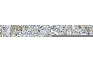 IHC analysis of GNG4 using anti-GNG4 antibody (ABIN7599461). (GNG4 抗体  (AA 1-52))