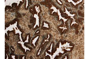 ABIN190842 (8 μg/mL) staining of paraffin embedded Human Prostate.