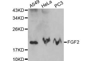 FGF2 抗体  (AA 143-288)