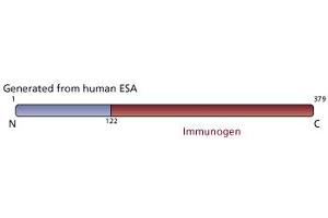 Image no. 3 for anti-Flotillin 2 (FLOT2) (AA 122-379) antibody (ABIN967933) (Flotillin 2 抗体  (AA 122-379))