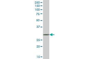 RIP MaxPab polyclonal antibody. (RPAIN 抗体  (AA 1-219))