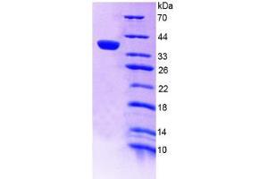 SDS-PAGE analysis of Human a4GALT Protein.