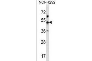 KCNJ18 Antibody (N-term) (ABIN1539660 and ABIN2850318) western blot analysis in NCI- cell line lysates (35 μg/lane). (KCNJ18 抗体  (N-Term))