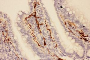 Anti-Adiponectin Picoband antibody,  IHC(P): Rat Intestine Tissue (ADIPOQ 抗体  (AA 19-244))
