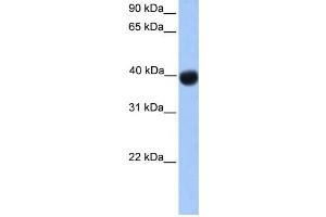 Western Blotting (WB) image for anti-Single Stranded DNA Binding Protein 4 (SSBP4) antibody (ABIN2458434) (SSBP4 抗体)