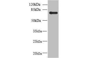 Western blot All lanes: NHLRC2 antibody at 8 μg/mL + U251 whole cell lysate Secondary Goat polyclonal to rabbit at 1/10000 dilution Predicted band size: 80, 40 kDa Observed band size: 80 kDa (NHLRC2 抗体  (AA 1-367))