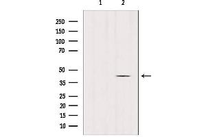 Western blot analysis of extracts from mouse brain, using GPR45 Antibody.