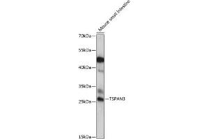 Western blot analysis of extracts of mouse small intestine, using TSP antibody (ABIN7270787) at 1:1000 dilution. (Tetraspanin 3 抗体  (AA 105-210))