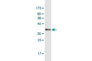 Western Blot detection against Immunogen (35. (ELOF1 抗体  (AA 1-83))