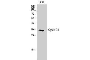 Western Blotting (WB) image for anti-Cyclin D3 (CCND3) (Ser21) antibody (ABIN3174620) (Cyclin D3 抗体  (Ser21))