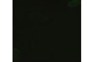 Anti-GSC mouse monoclonal antibody (ABIN2452350) immunofluorescent staining of HeLa cells transiently transfected by pCMV6-ENTRY GSC (RC209586) (GSC 抗体  (AA 107-257))