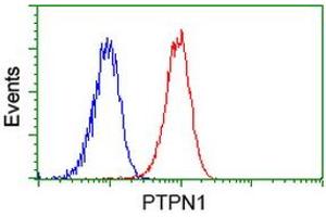 Image no. 1 for anti-Protein tyrosine Phosphatase, Non-Receptor Type 1 (PTPN1) antibody (ABIN1500497) (PTPN1 抗体)