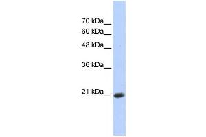 Western Blotting (WB) image for anti-Transcription Elongation Factor A (SII)-Like 8 (TCEAL8) antibody (ABIN2459396) (TCEAL8 抗体)