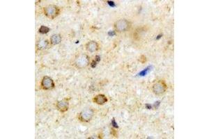 Immunohistochemical analysis of ATAD3A staining in mouse brain formalin fixed paraffin embedded tissue section.