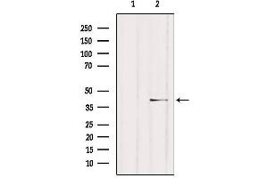 Western blot analysis of extracts from HUVEC, using NCF4 Antibody.