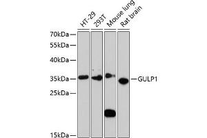 Western blot analysis of extracts of various cell lines, using GULP1 antibody (ABIN6131564, ABIN6141541, ABIN6141542 and ABIN6220256) at 1:3000 dilution. (GULP1 抗体  (AA 1-130))