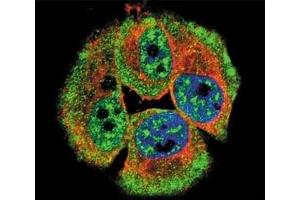 Confocal immunofluorescent analysis of phospho-ERBB4 antibody with MCF-7 cells followed by Alexa Fluor 488-conjugated goat anti-rabbit lgG (green). (ERBB4 抗体  (pTyr1162))