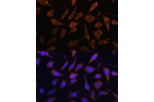 Immunofluorescence analysis of L929 cells using SERPINB9 antibody (ABIN6130941, ABIN6147596, ABIN6147597 and ABIN6222020) at dilution of 1:100. (SERPINB9 抗体  (AA 1-376))