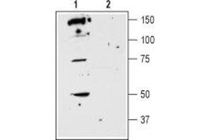 Western blot analysis of rat striatum membranes: - 1. (DRD5 抗体  (2nd Extracellular Loop))