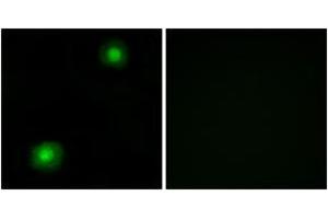 Immunofluorescence analysis of A549 cells, using ZNF187 Antibody. (ZNF187 抗体  (AA 51-100))