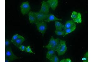 Immunofluorescence staining of Hela cells with ABIN7140070 at 1:133, counter-stained with DAPI. (LRP1 抗体  (AA 3924-3942))
