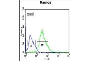 PHTNS Antibody (N-term) (ABIN653952 and ABIN2843174) flow cytometric analysis of Ramos cells (right histogram) compared to a negative control cell (left histogram). (KIAA1949 抗体  (N-Term))