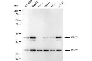 Western blotting analysis using MBD2 antibody (ABIN7799387). (Recombinant MBD2 抗体)