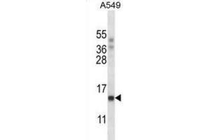 Western Blotting (WB) image for anti-Polymerase (RNA) II (DNA Directed) Polypeptide J, 13.3kDa (POLR2J) antibody (ABIN2997850) (POLR2J 抗体)