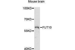 Western blot analysis of extracts of mouse brain, using FUT10 antibody (ABIN6291149) at 1:3000 dilution. (FUT10 抗体)