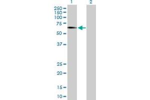 Western Blot analysis of EGR2 expression in transfected 293T cell line by EGR2 MaxPab polyclonal antibody. (EGR2 抗体  (AA 1-476))