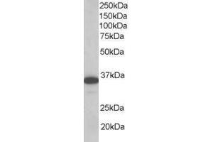 Image no. 1 for anti-Linker For Activation of T Cells (LAT) (AA 258-269) antibody (ABIN296041) (LAT 抗体  (AA 258-269))