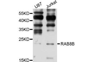 Western blot analysis of extracts of various cell lines, using RAB8B antibody (ABIN1875675) at 1:1000 dilution. (RAB8B 抗体)