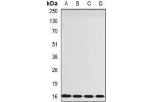 Western blot analysis of RPS14 expression in SW480 (A), HepG2 (B), mouse lung (C), rat spleen (D) whole cell lysates. (RPS14 抗体)