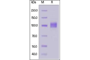 Biotinylated Human ACE2, His,Avitag on  under reducing (R) condition.